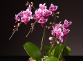 DSCF0730.jpg