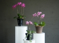 DSCF0834.jpg